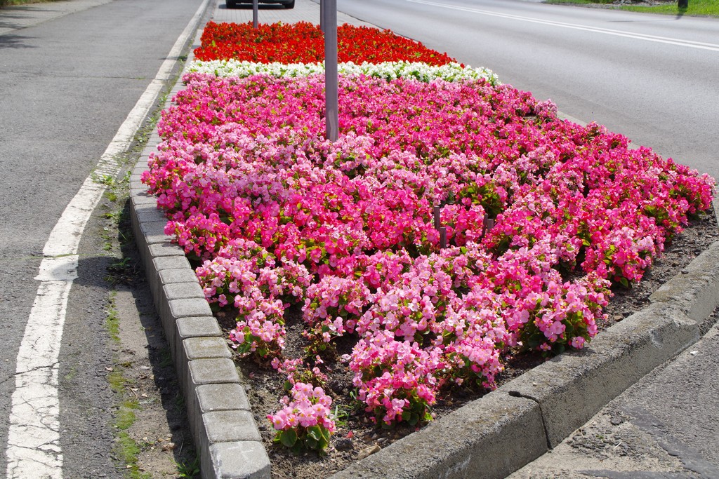 zdjęcie przedstawia aranżacje kwiatowe na terenie Miasta Kalety